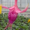 Freistaat Sachsen (Fuchsie)