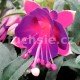 Fuchsita speciál Magenta-purple
