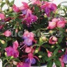 Fuchsini Double Rose-Blue