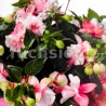 Fuchsini Double Pink-White