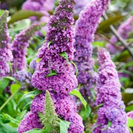 Buddleja Dav. Peacock (Komule, letní šeřík, Motýlí keř)