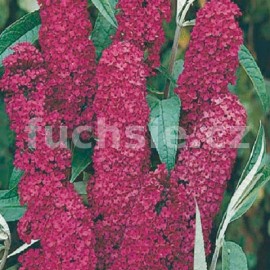 Buddleja Dav. Royal Red (Kumule, Letná šeřík, motýlí keř)