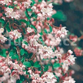Trojpuk (Deutzia Purp. Kalmiflora)