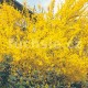 Zlatice (Forsythia Int. Lynwood)