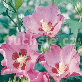 Ibišek (Hibiscus Syr. Pink Giant)
