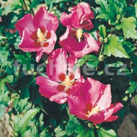 Hibiscus Syr. Woodbridge Ibišek