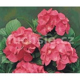 Hydrengea Macr.Bouquet Rose