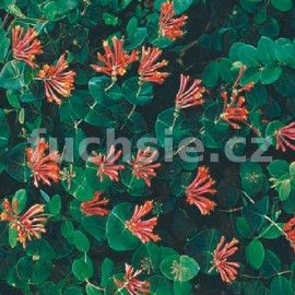 Zimolez  (Lonicera purpurea)