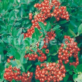 Hlohyně  (Pyracantha Cocc. Red Column)