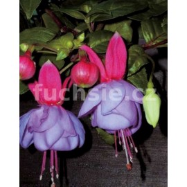 Lilac Lustre Fuchsie