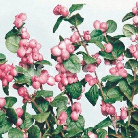 Pámelník (Symphoricarpos D. Magic Berry)