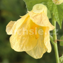 Abutilon