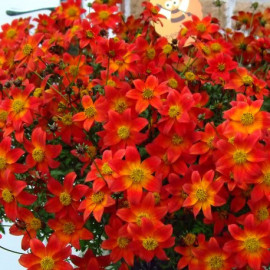 Bidens
