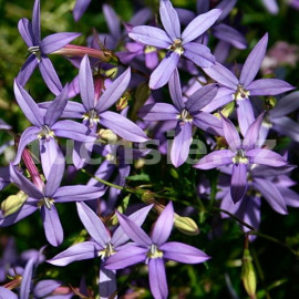 Isotoma
