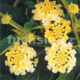 Lantana